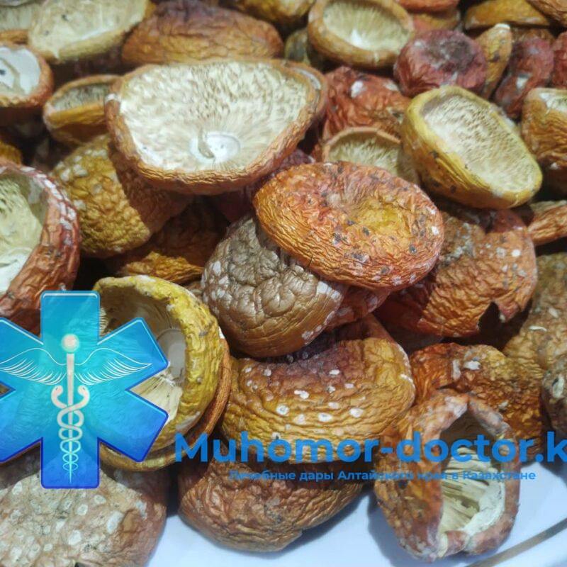 Шляпки Красного Мухомора