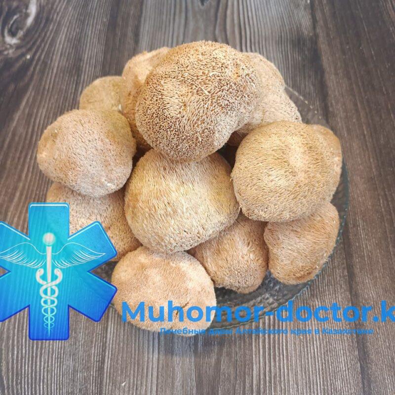 Ежовик Гребенчатый