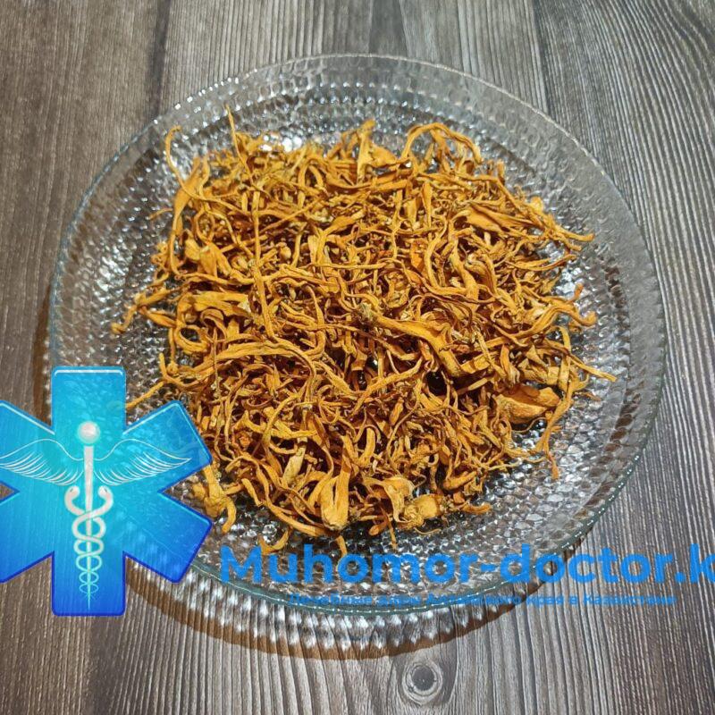 Гриб Кордицепс милитарис : лекарь-хищник